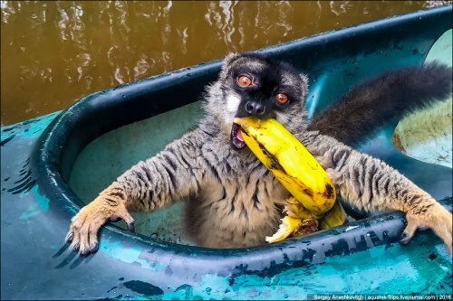 Madagascar Lemurs