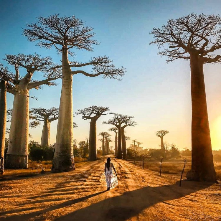 Excursion L'avenue des baobabs